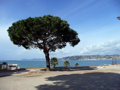 Appartement De Charme Coeur De Juan & Plages Antibes Exterior photo